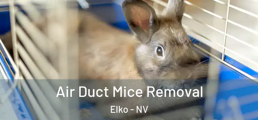  Air Duct Mice Removal Elko - NV